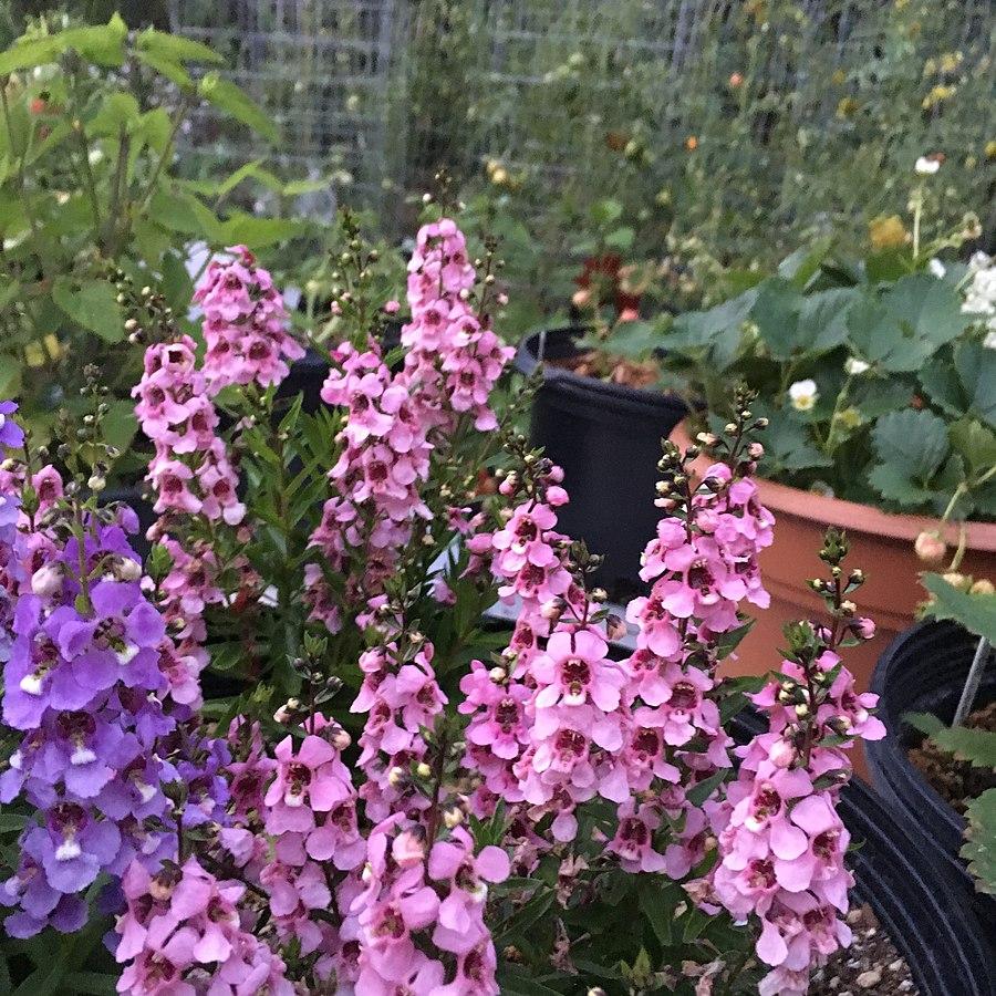 Angelonia angustifolia 'PAS933541' ~ Serenita® Pink Summer Snapdragon-ServeScape