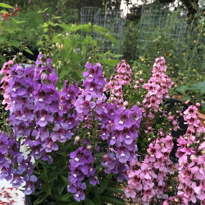 Angelonia angustifolia 'Serena Mix' ~ Serena® Mix Summer Snapdragon-ServeScape