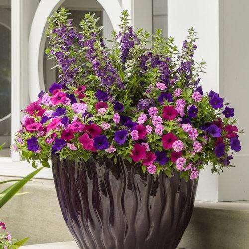 Angelonia hybrid 'ANBLU140’ ~ Angelface Blue® Summer Snapdragon-ServeScape