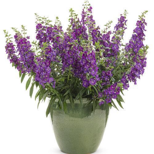 Angelonia hybrid 'ANBLU140’ ~ Angelface Blue® Summer Snapdragon-ServeScape