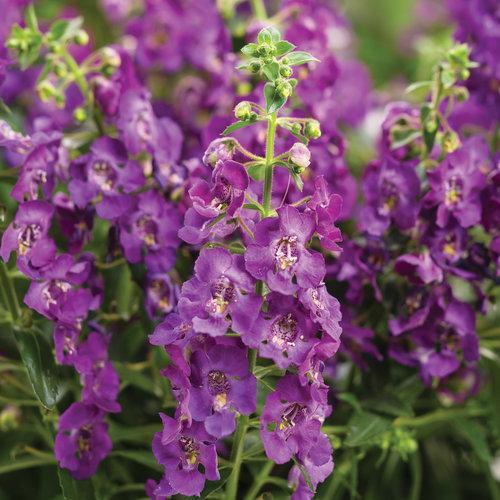 Angelonia hybrid 'ANBLU140’ ~ Angelface Blue® Summer Snapdragon-ServeScape