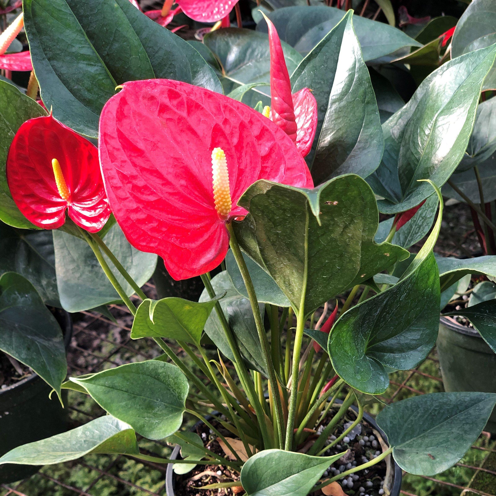 Anthurium andraeanum ~ Anthurium, Laceleaf-ServeScape