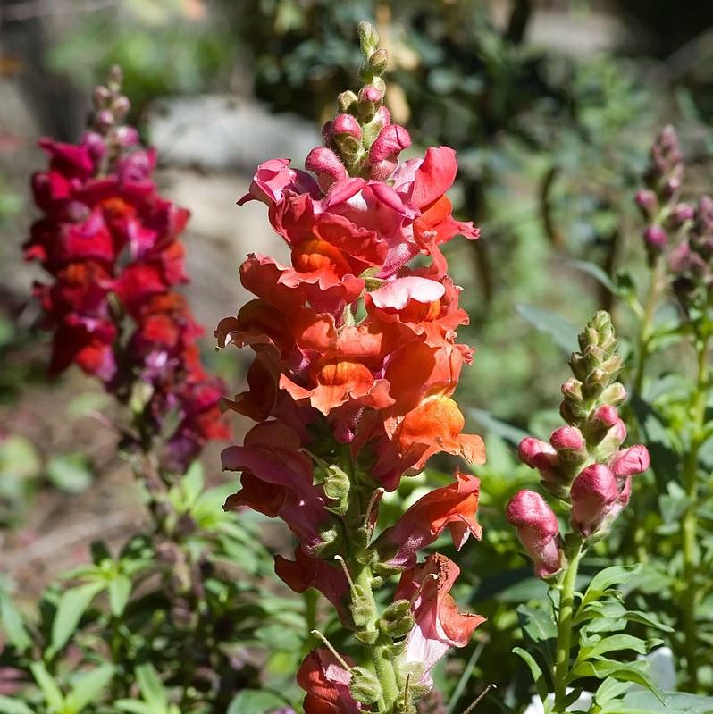Antirrhinum majus 'Liberty Bronze' ~ Liberty™ Bronze Dwarf Snapdragon-ServeScape