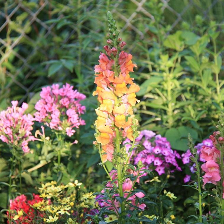 Antirrhinum majus 'Liberty Bronze' ~ Liberty™ Bronze Dwarf Snapdragon-ServeScape