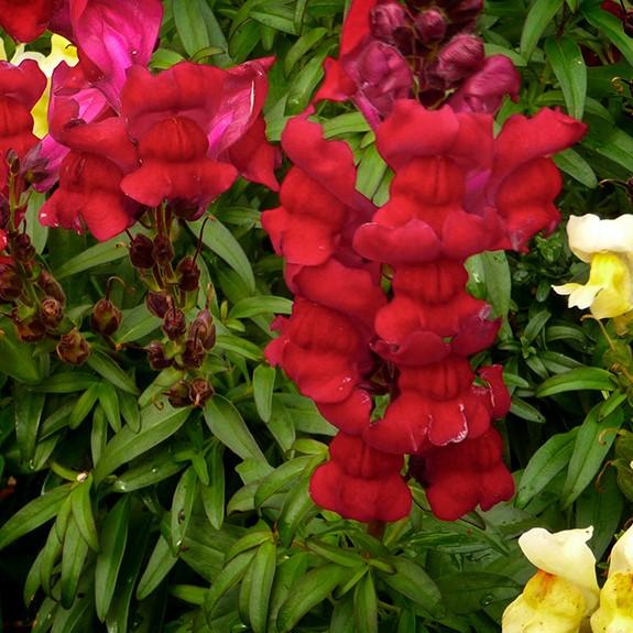 Antirrhinum majus 'Liberty Crimson' ~ Liberty™ Crimson Dwarf Snapdragon-ServeScape