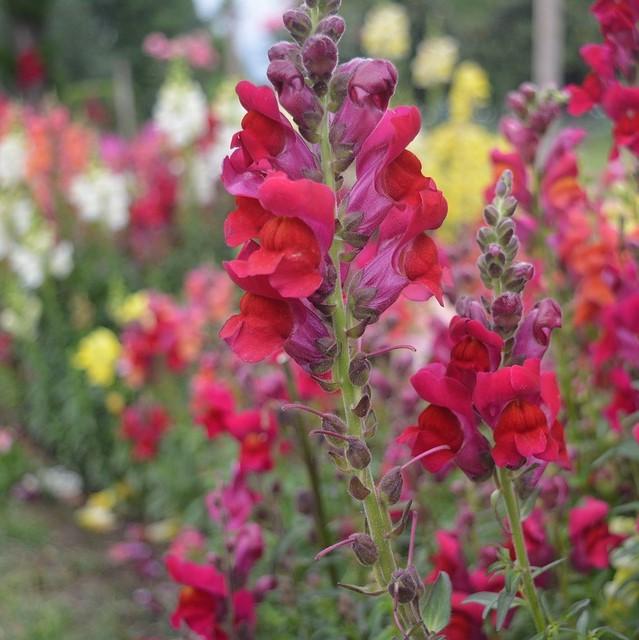 Antirrhinum majus 'Liberty Crimson' ~ Liberty™ Crimson Dwarf Snapdragon-ServeScape