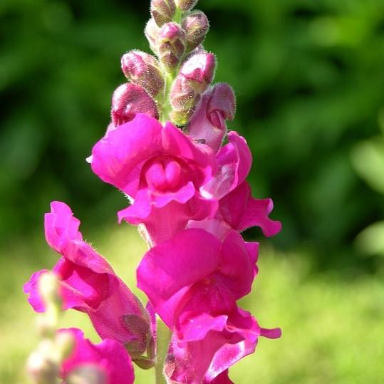 Antirrhinum majus 'Liberty Lavender' ~ Liberty™ Lavender Dwarf Snapdragon-ServeScape