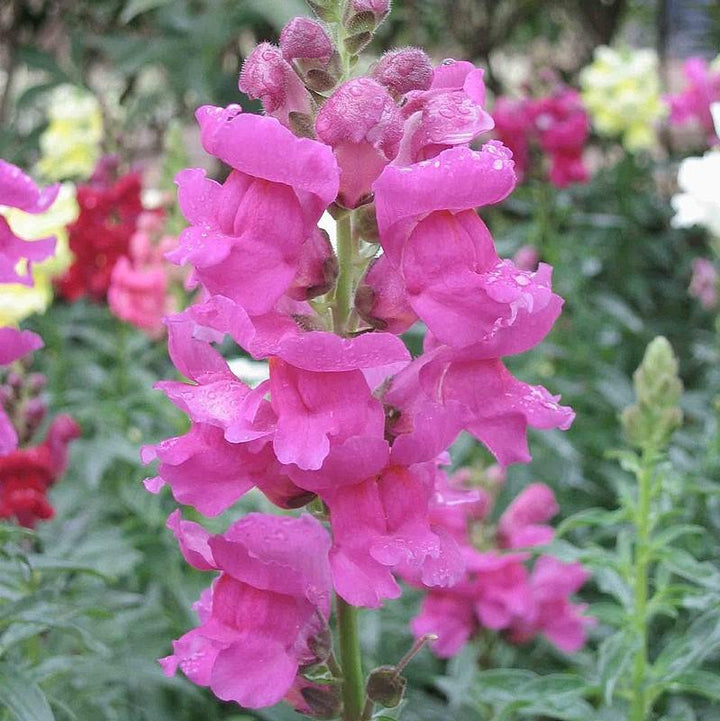 Antirrhinum majus 'Liberty Lavender' ~ Liberty™ Lavender Dwarf Snapdragon-ServeScape