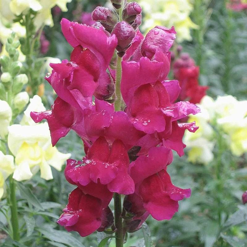 Antirrhinum majus 'Liberty Lavender' ~ Liberty™ Lavender Dwarf Snapdragon-ServeScape