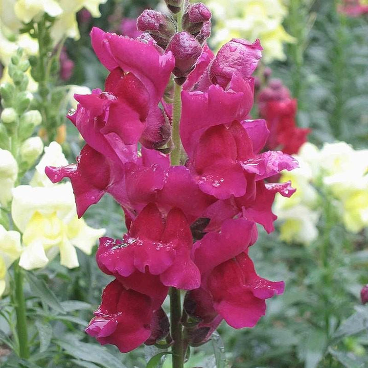 Antirrhinum majus 'Liberty Lavender' ~ Liberty™ Lavender Dwarf Snapdragon-ServeScape