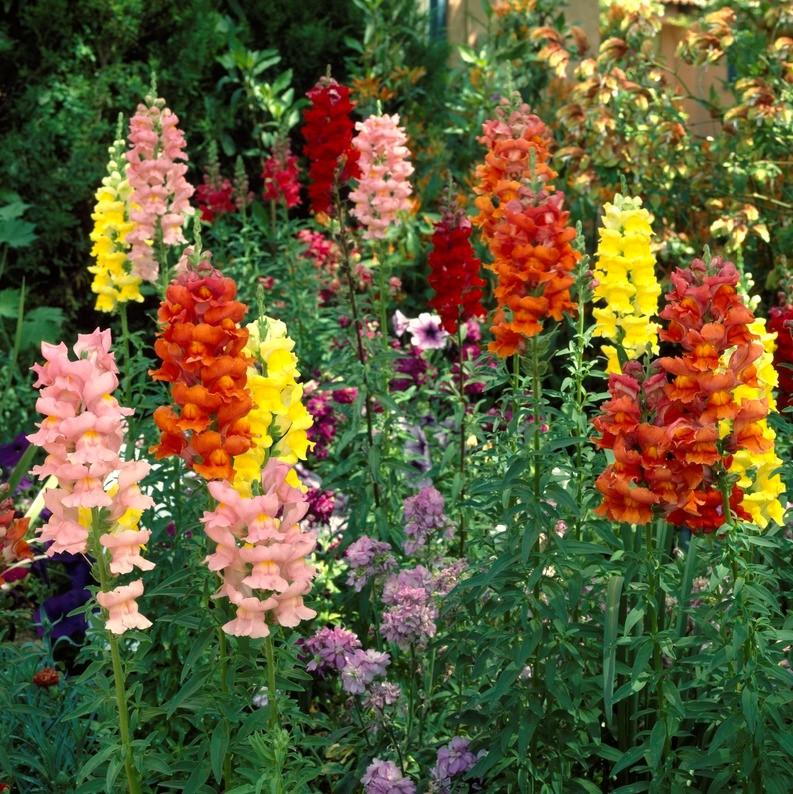 Antirrhinum majus 'Liberty Mix' ~ Liberty™ Mix Dwarf Snapdragon-ServeScape