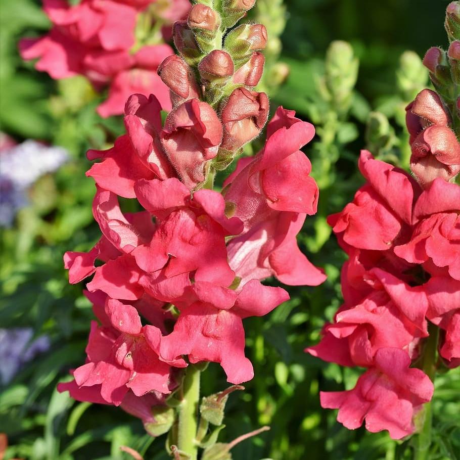 Antirrhinum majus 'Liberty Rose Pink' ~ Liberty™ Rose Pink Dwarf Snapdragon-ServeScape