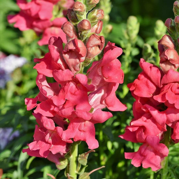 Antirrhinum majus 'Liberty Rose Pink' ~ Liberty™ Rose Pink Dwarf Snapdragon-ServeScape
