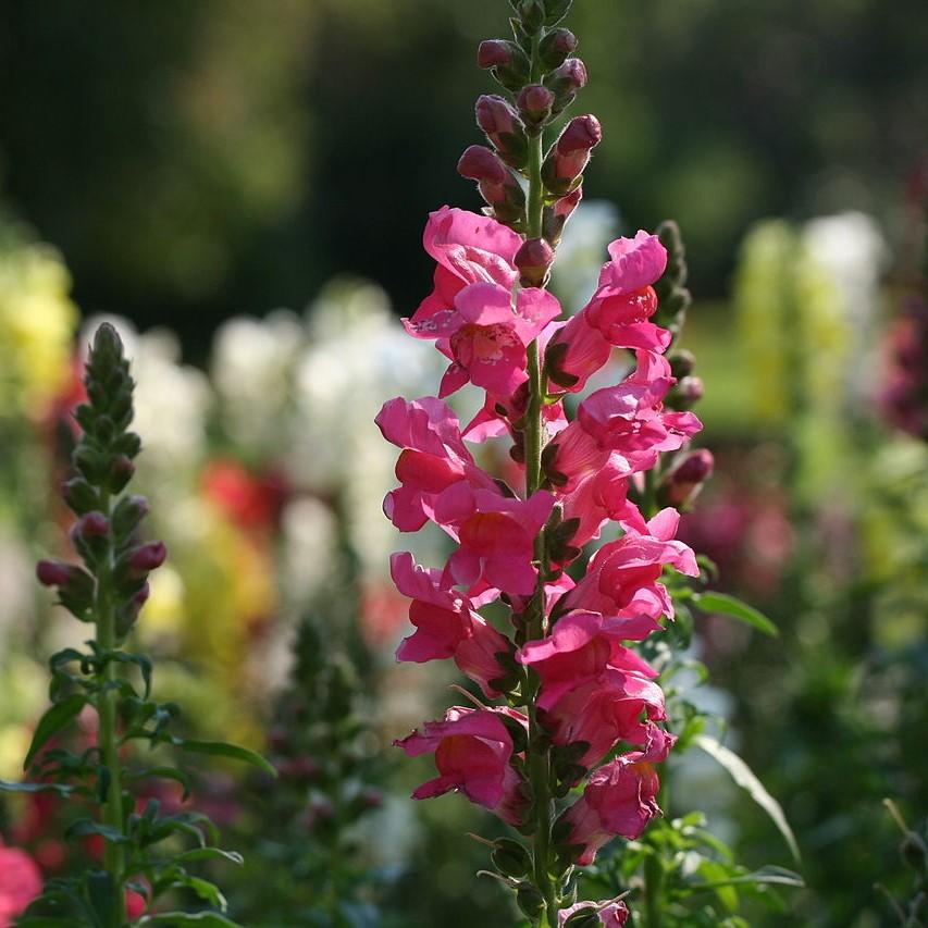 Antirrhinum majus 'Liberty Rose Pink' ~ Liberty™ Rose Pink Dwarf Snapdragon-ServeScape