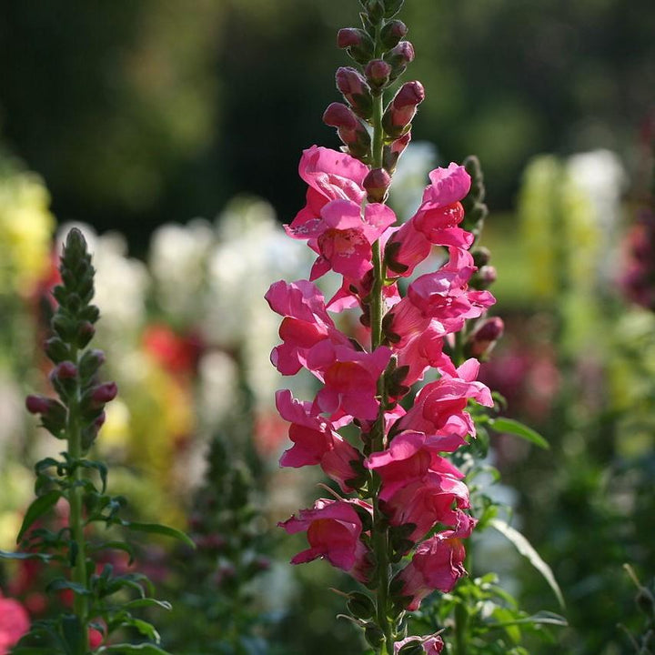 Antirrhinum majus 'Liberty Rose Pink' ~ Liberty™ Rose Pink Dwarf Snapdragon-ServeScape