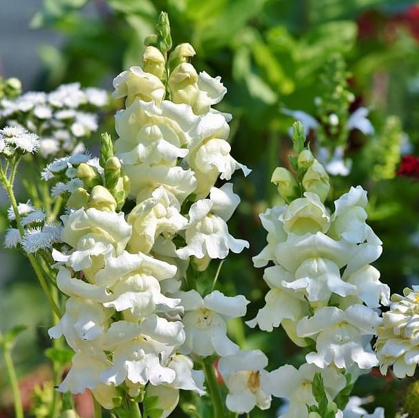 Antirrhinum majus 'Liberty White' ~ Liberty™ White Dwarf Snapdragon-ServeScape