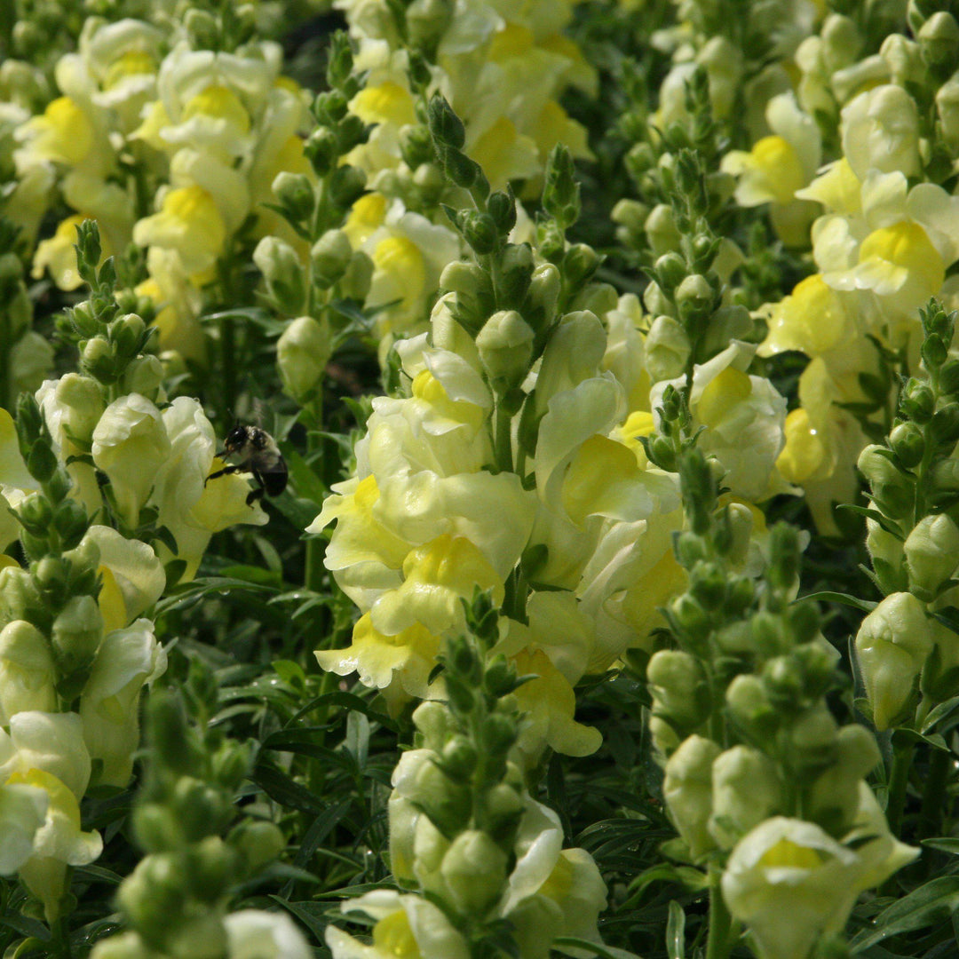 Antirrhinum majus 'Liberty Yellow' ~ Liberty™ Yellow Dwarf Snapdragon-ServeScape