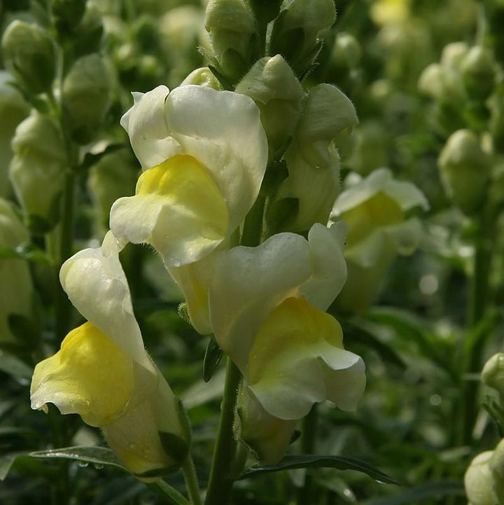 Antirrhinum majus 'Liberty Yellow' ~ Liberty™ Yellow Dwarf Snapdragon-ServeScape