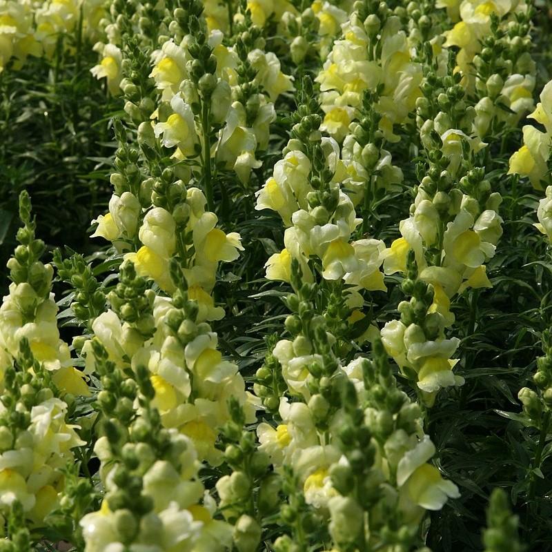Antirrhinum majus 'Liberty Yellow' ~ Liberty™ Yellow Dwarf Snapdragon-ServeScape