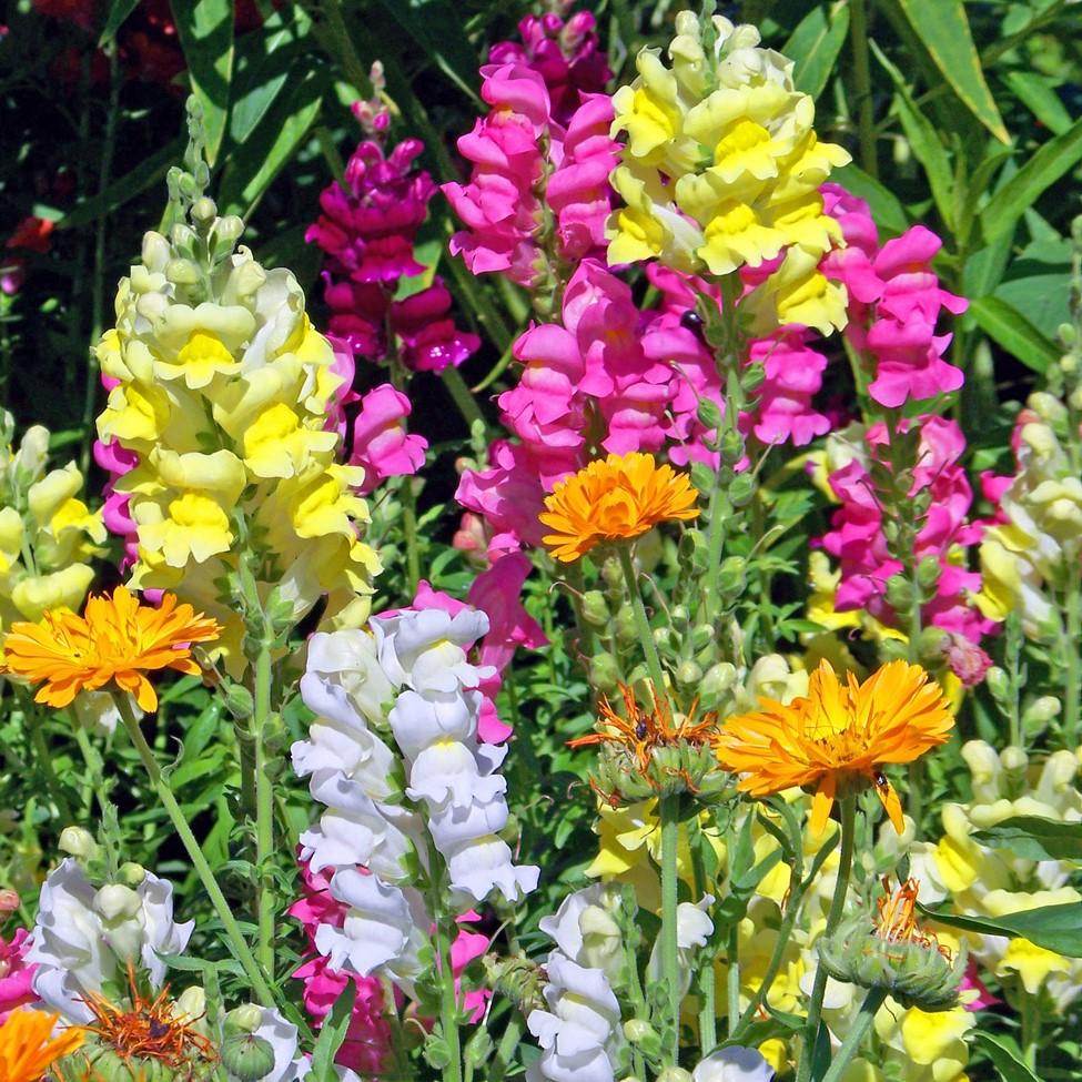 Angelonia majus 'Snaptini Mix' ~ Snaptini™ Mix Dwarf Snapdragon-ServeScape