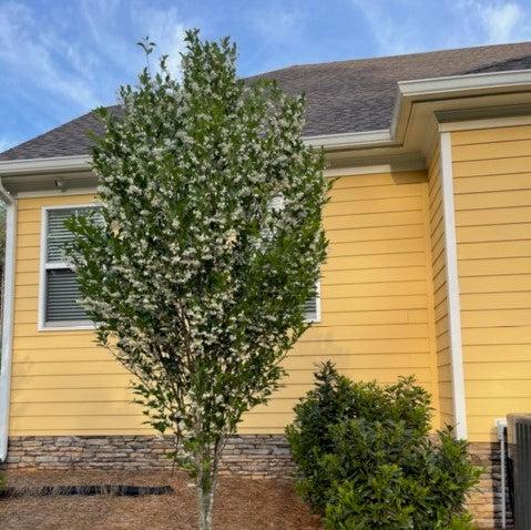 Styrax japonicus 'SJMTF' PPAP ~ APrystine® Japanese Snowbell-ServeScape