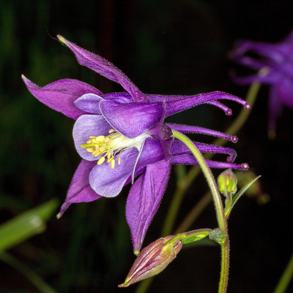 Aquilegia 'Biedermeier' ~ Beidermeier Columbine-ServeScape