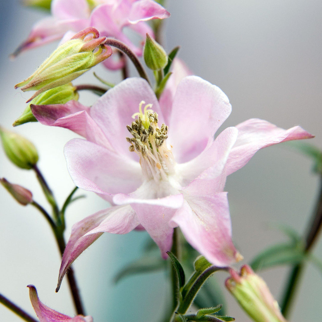 Aquilegia Biedermeier ~ Beidermeier Columbine - Delivered By ServeScape