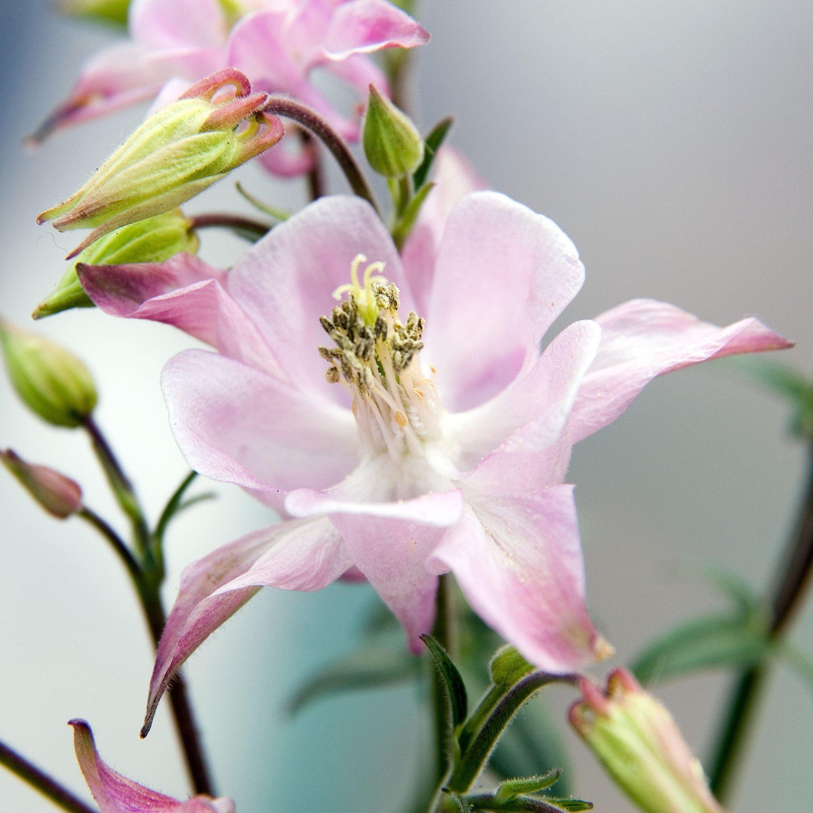 Aquilegia Biedermeier ~ Beidermeier Columbine - Delivered By ServeScape