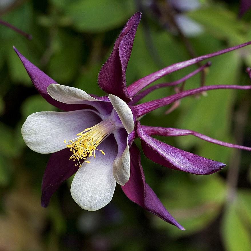 Aquilegia caerulea 'Songbird Mix' ~ Songbird Mix Columbine - Delivered By ServeScape