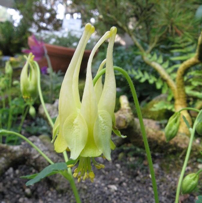 Aquilegia canadensis 'Corbett' ~ Corbett Columbine-ServeScape
