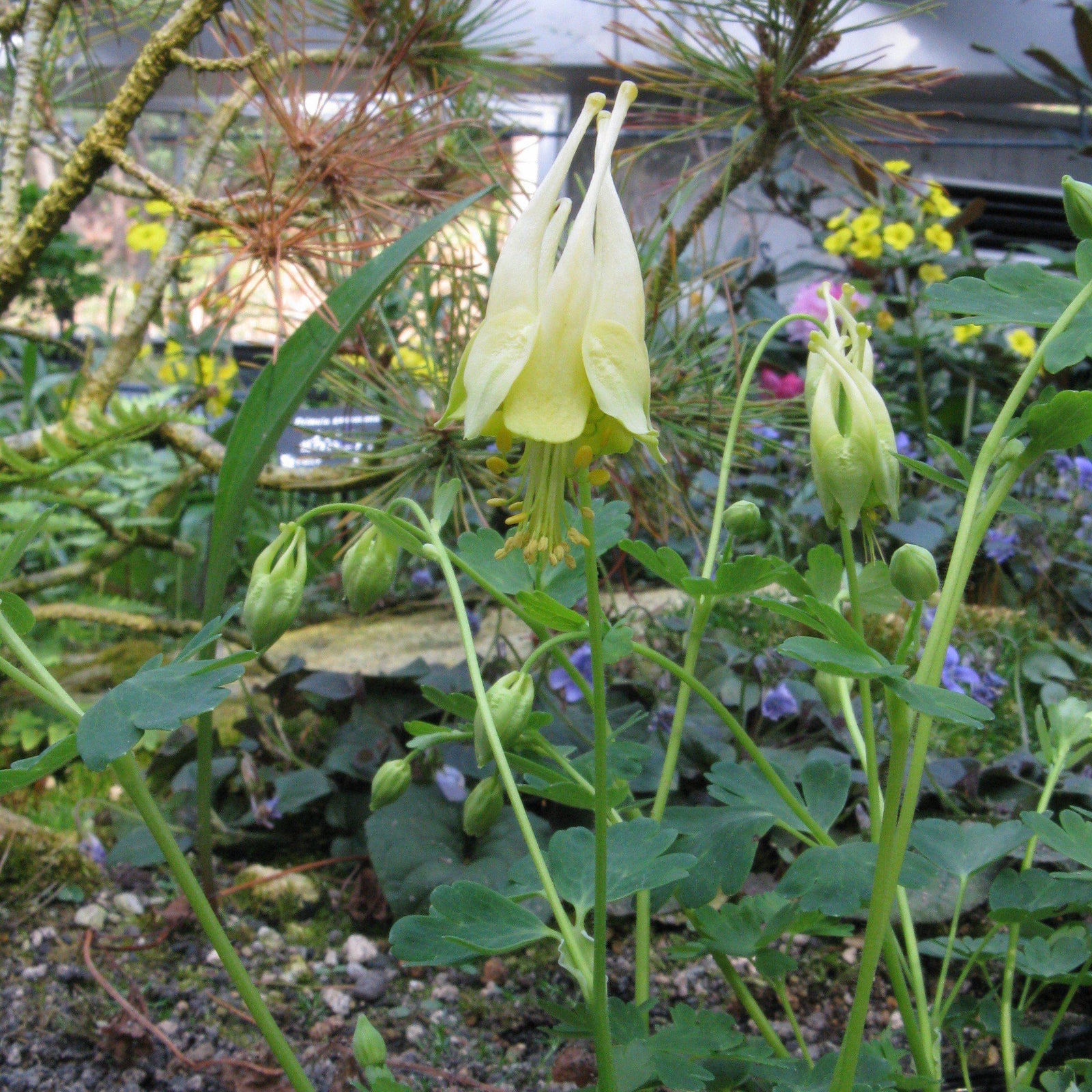 Aquilegia canadensis. 'Corbett' ~ Corbett Columbine - Delivered By ServeScape