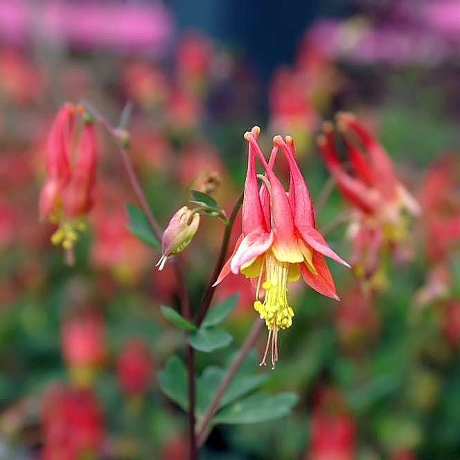 Aquilegia canadensis 'Little Lanterns' ~ Little Lanterns Columbine-ServeScape