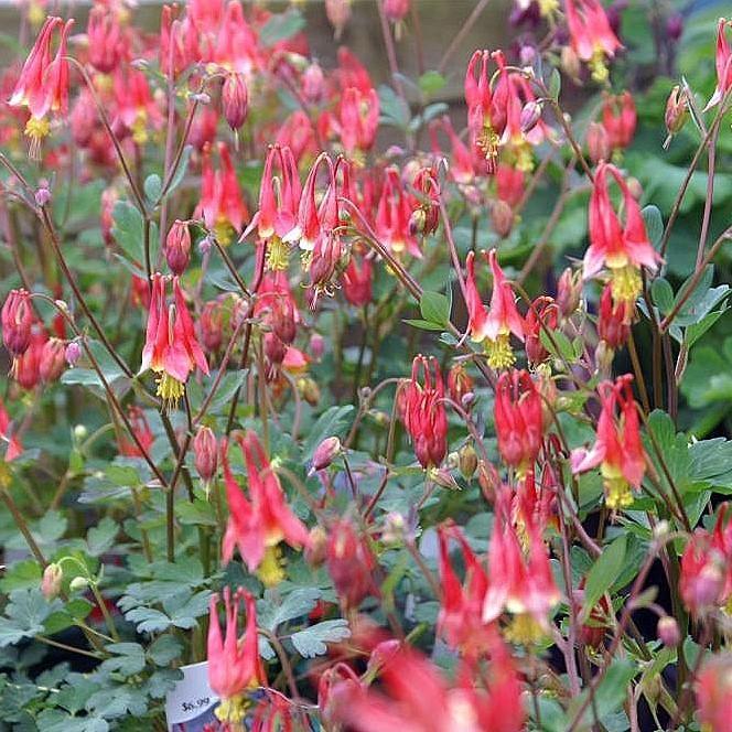 Aquilegia canadensis 'Little Lanterns' ~ Little Lanterns Columbine - Delivered By ServeScape