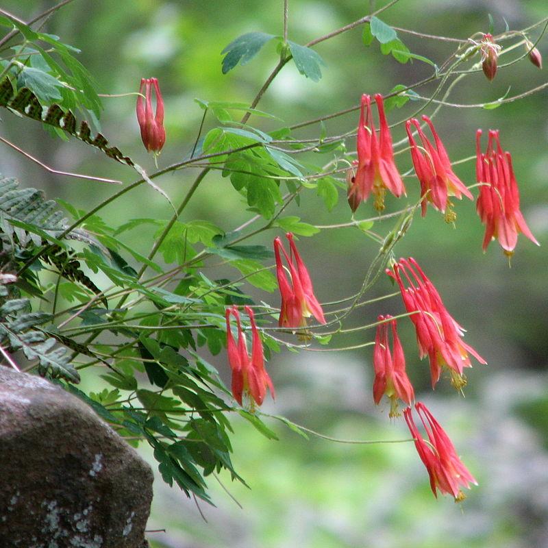 Aquilegia canadensis ~ Wild Columbine-ServeScape