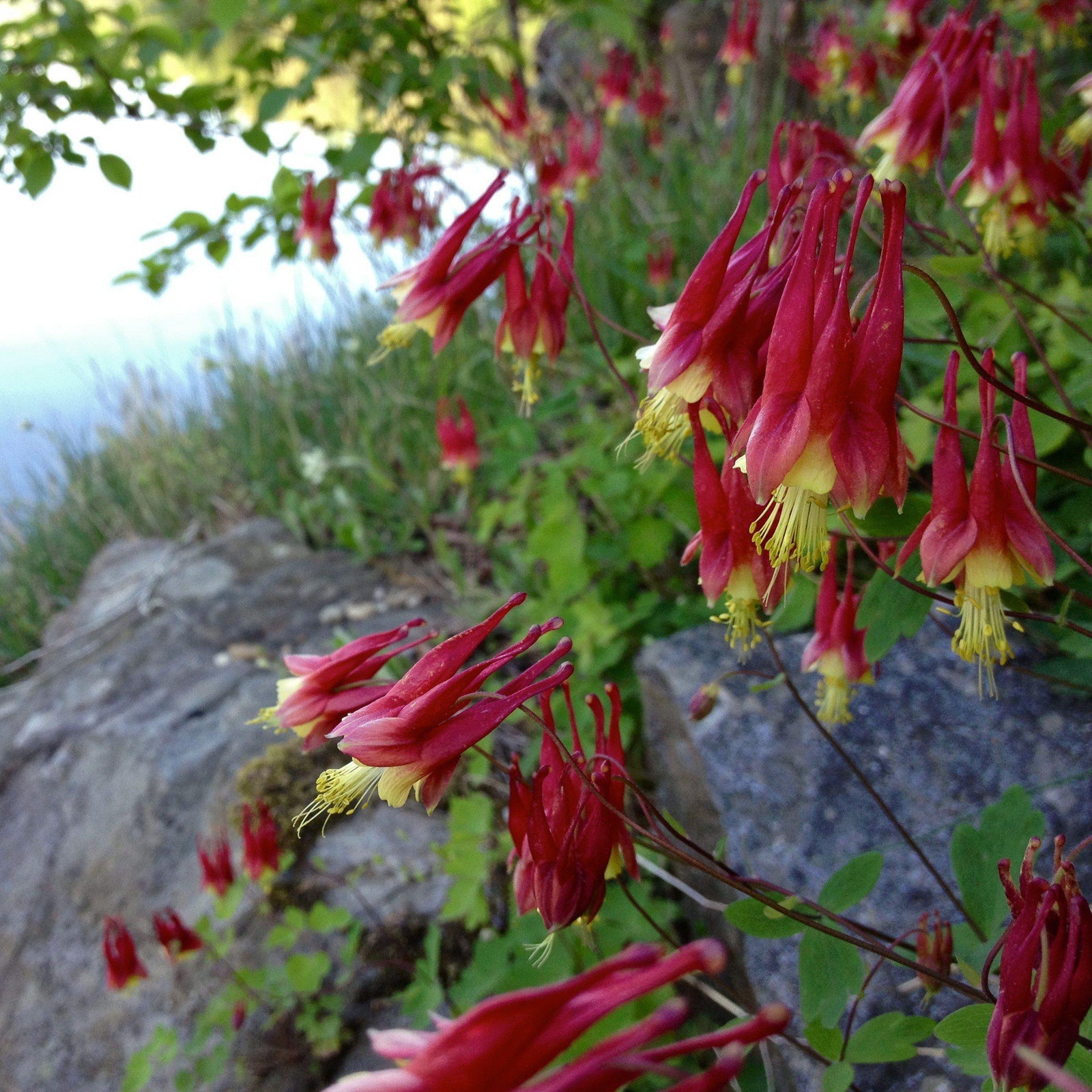 Aquilegia canadensis ~ Wild Columbine - Delivered By ServeScape
