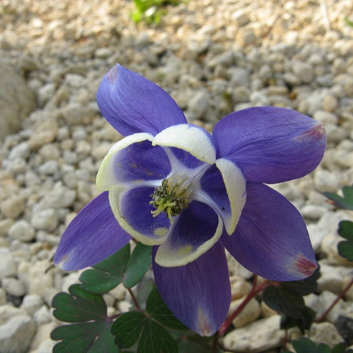 Aquilegia flabellata var. pumila ~ Fan Columbine-ServeScape