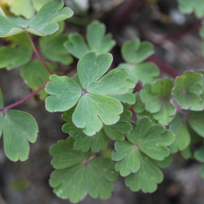 Aquilegia flabellata var. pumila ~ Fan Columbine-ServeScape