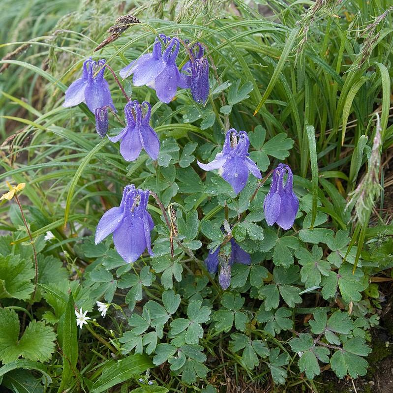 Aquilegia flabellata var. pumila ~ Fan Columbine-ServeScape
