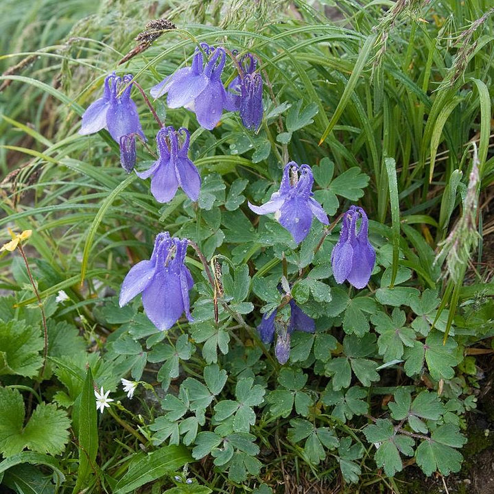 Aquilegia flabellata var. pumila ~ Fan Columbine-ServeScape