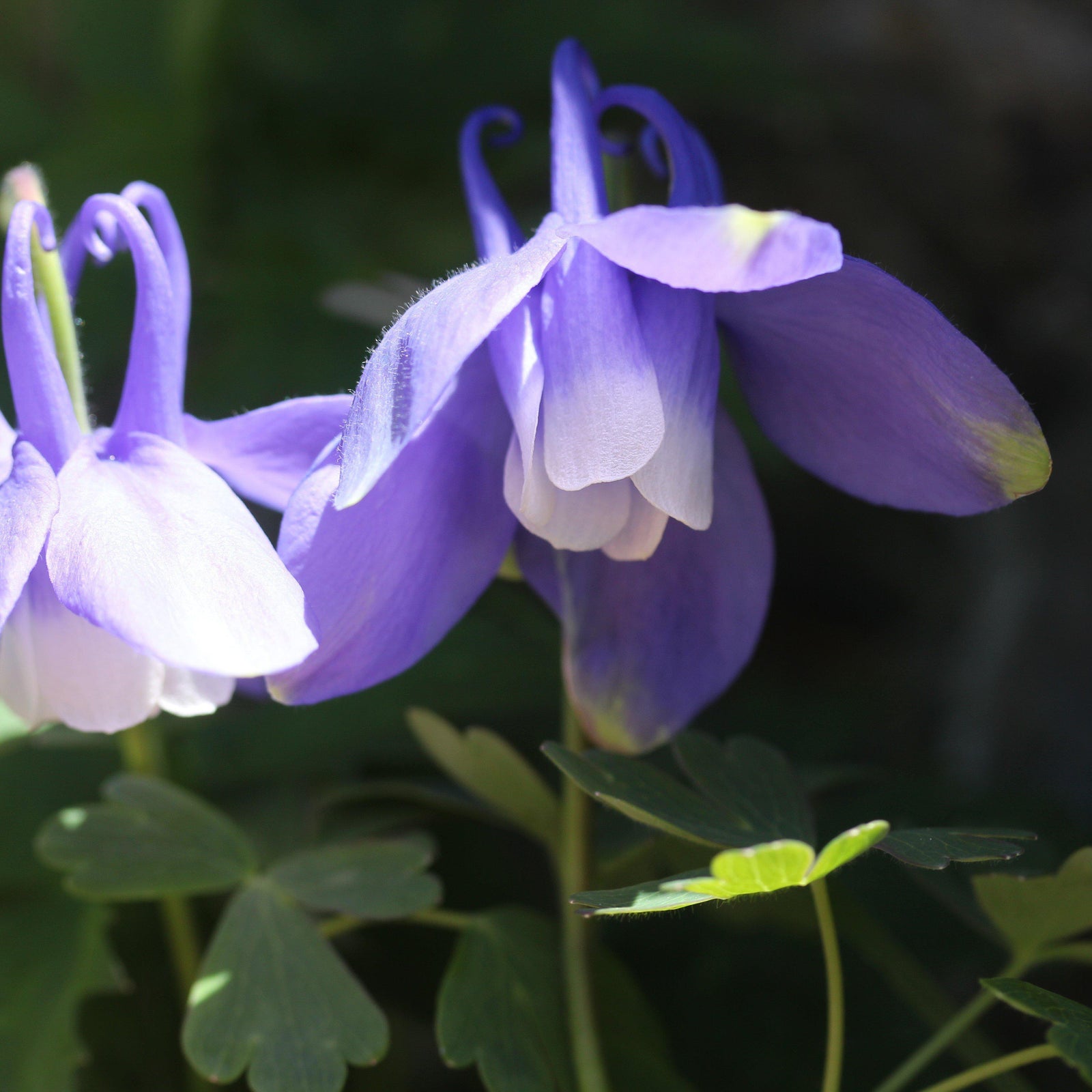 Aquilegia flabellata var. pumila ~ Fan Columbine - Delivered By ServeScape