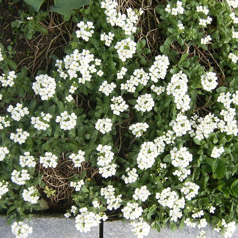 Arabis alpina caucasica ‘Snowfix’ ~ Snowfix Alpine Rock Cress-ServeScape