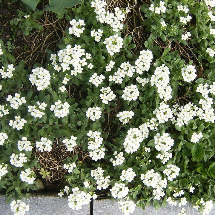 Arabis alpina caucasica ‘Snowfix’ ~ Snowfix Alpine Rock Cress-ServeScape