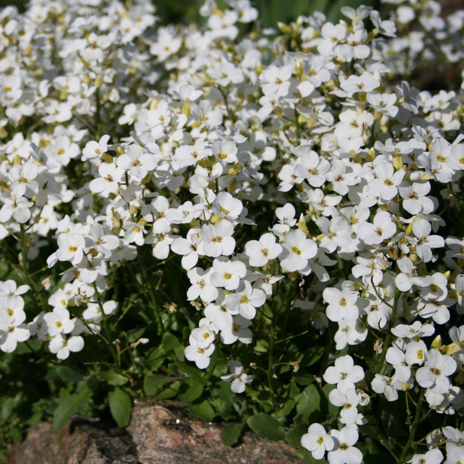 Arabis alp. caucasica ‘Snowfix’ ~ Snowfix Alpine Rock Cress - Delivered By ServeScape