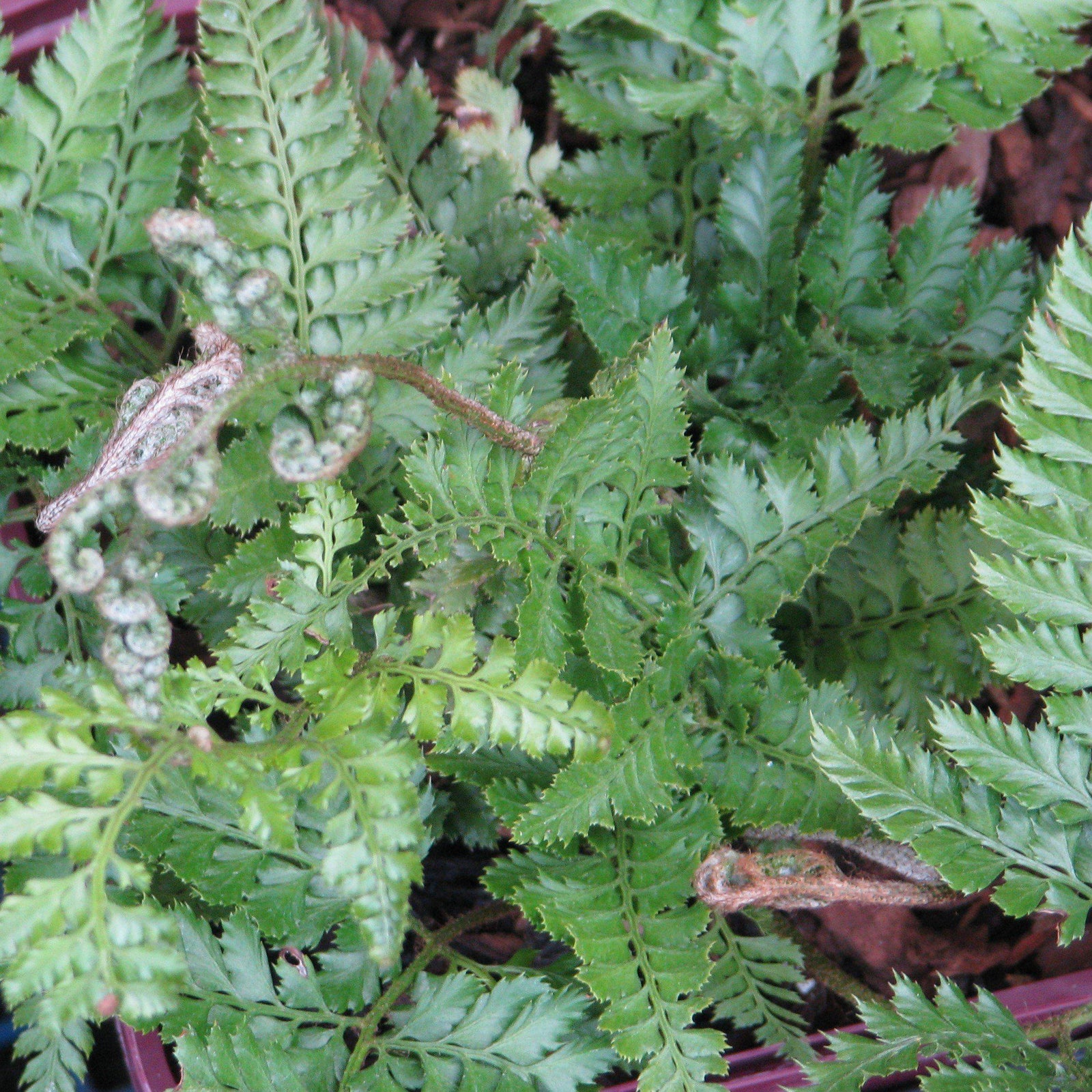 Arachniodes davalliaeformis ~ Shiny Bristle Fern-ServeScape