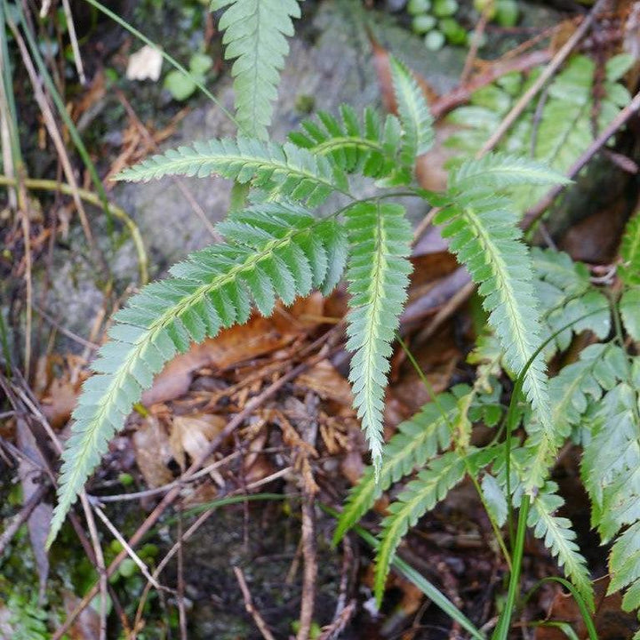 Arachniodes simplicior ~ East Indian Holly Fern, Variegated Holly Fern-ServeScape