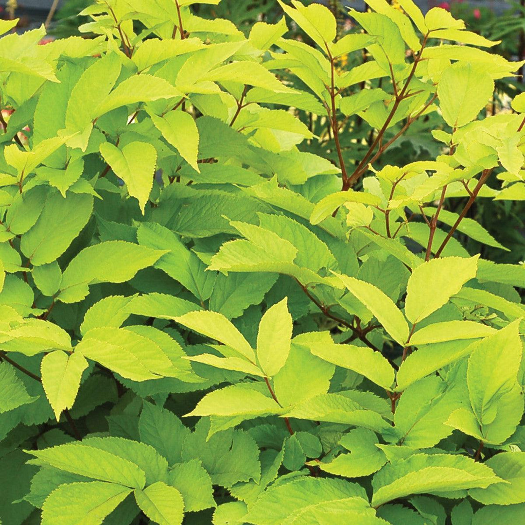 Aralia cordata 'Sun King' ~ Sun King Golden Japanese Spikenard-ServeScape