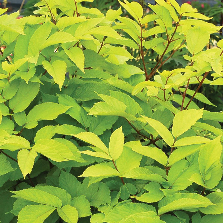 Aralia cordata 'Sun King' ~ Sun King Golden Japanese Spikenard-ServeScape