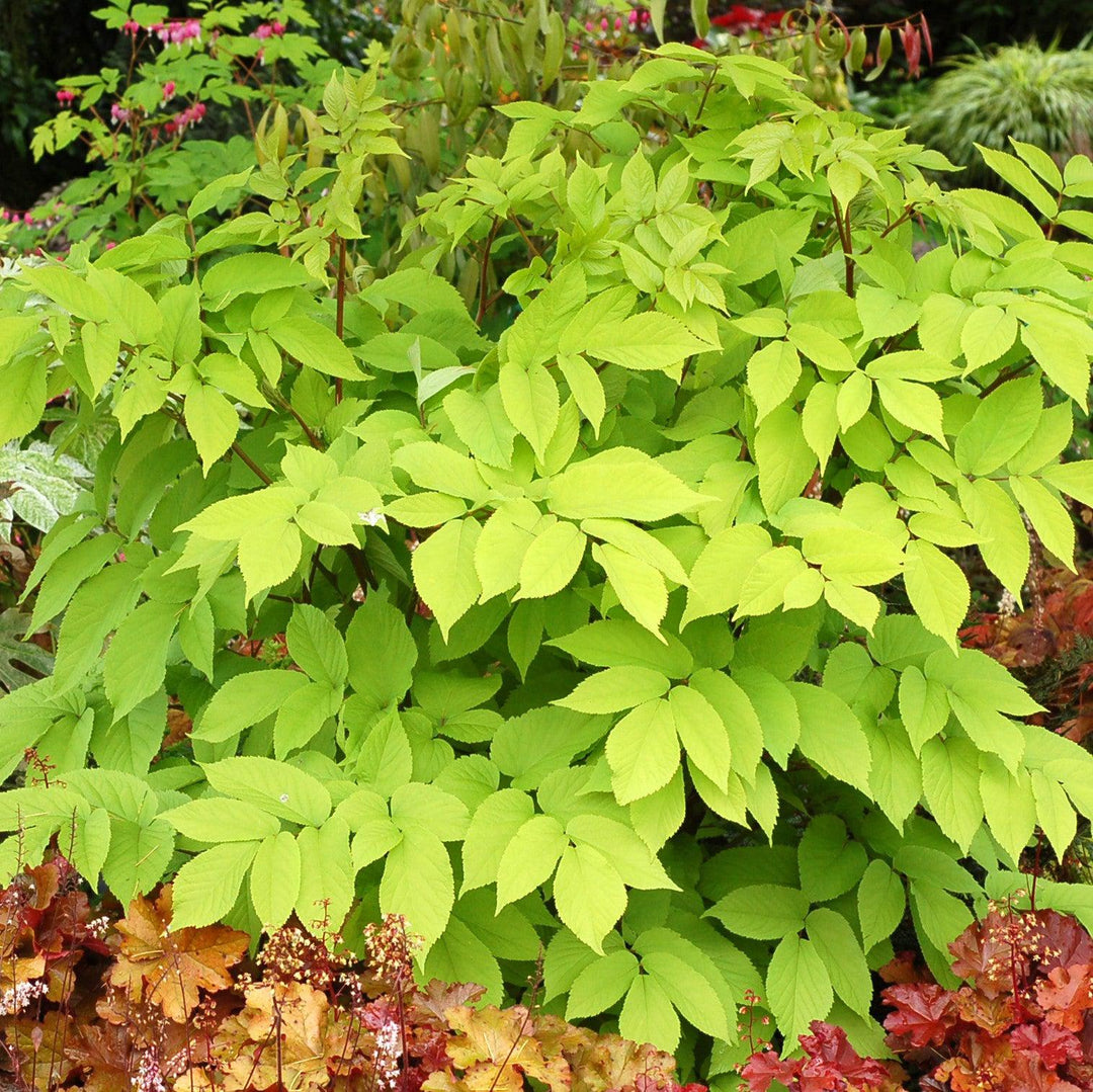 Aralia cordata 'Sun King' ~ Sun King Golden Japanese Spikenard-ServeScape