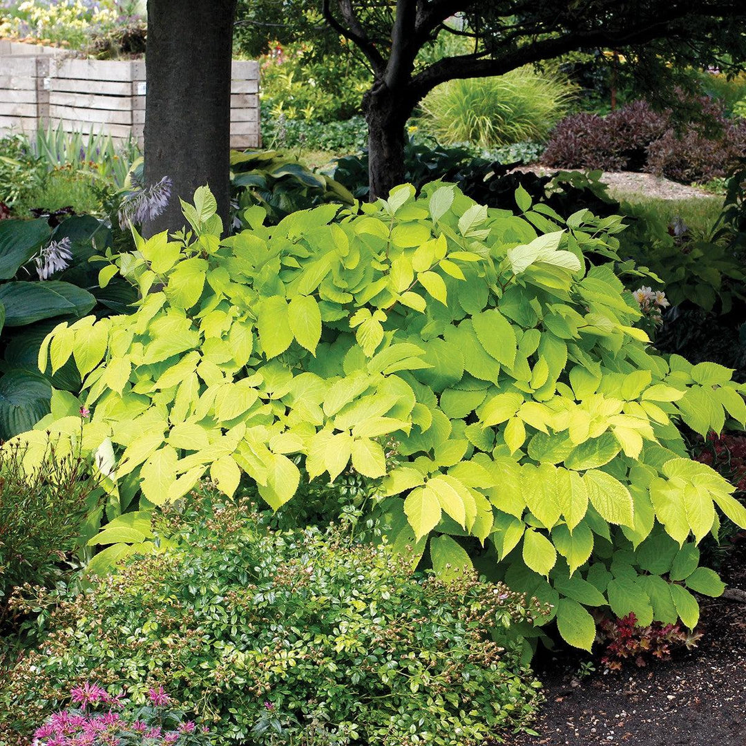 Aralia cordata 'Sun King' ~ Sun King Golden Japanese Spikenard-ServeScape