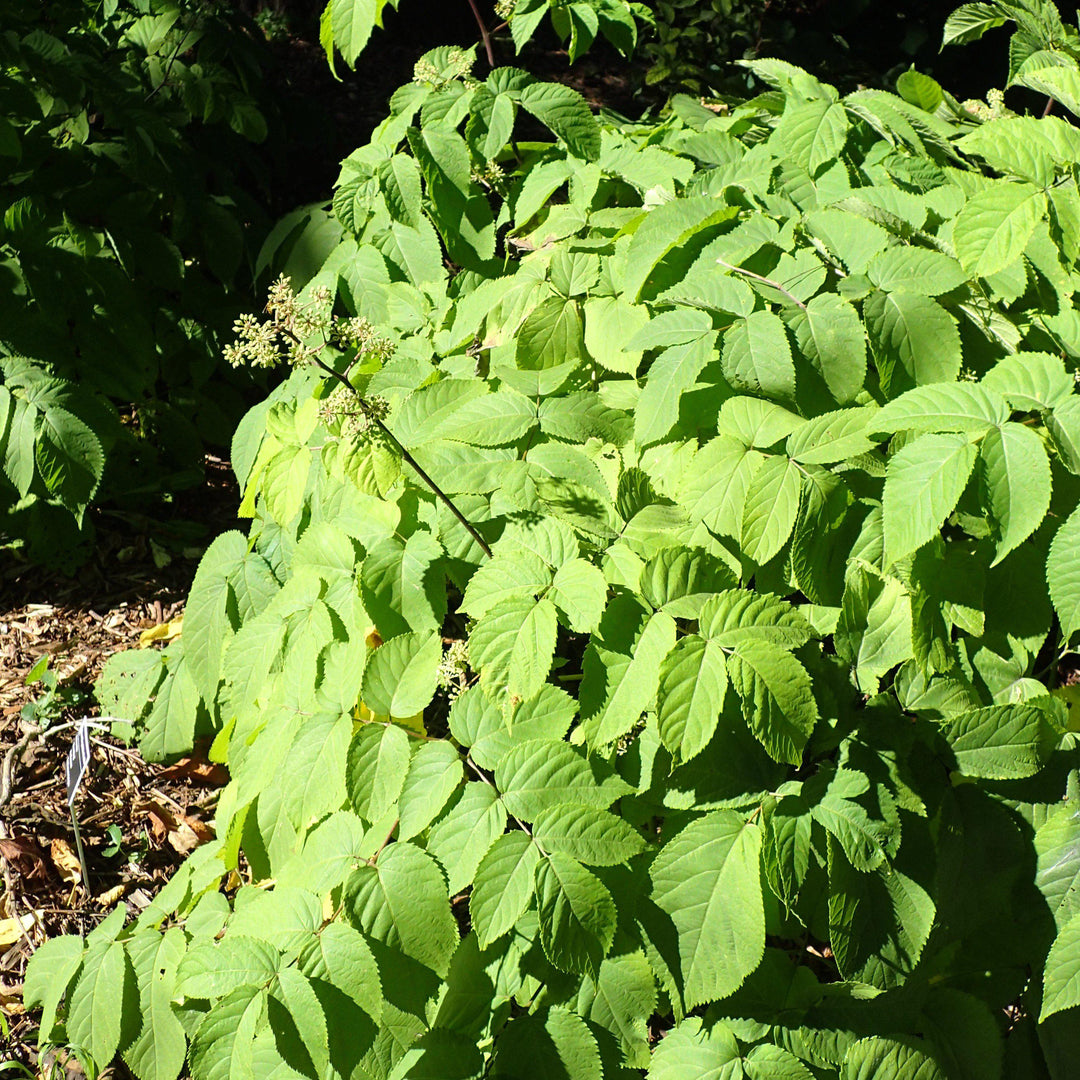 Aralia cordata 'Sun King' ~ Sun King Golden Japanese Spikenard-ServeScape